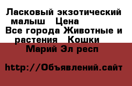 Ласковый экзотический малыш › Цена ­ 25 000 - Все города Животные и растения » Кошки   . Марий Эл респ.